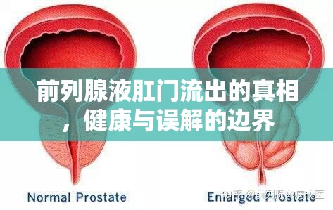 前列腺液肛門流出的真相，健康與誤解的邊界