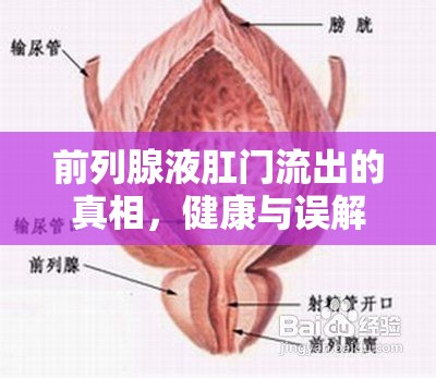 前列腺液肛門流出的真相，健康與誤解的邊界