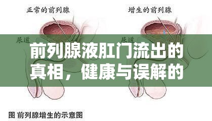 前列腺液肛門流出的真相，健康與誤解的邊界