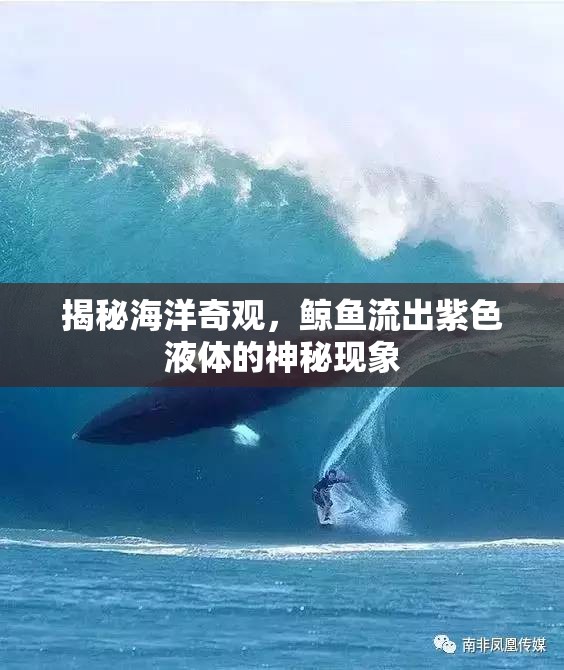 揭秘海洋奇觀，鯨魚流出紫色液體的神秘現(xiàn)象
