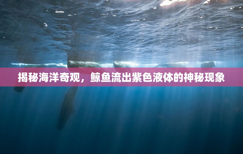 揭秘海洋奇觀，鯨魚流出紫色液體的神秘現(xiàn)象