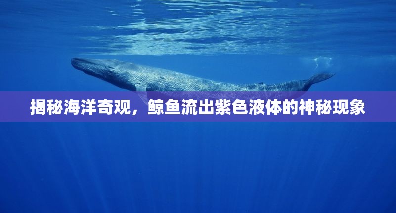 揭秘海洋奇觀，鯨魚流出紫色液體的神秘現(xiàn)象