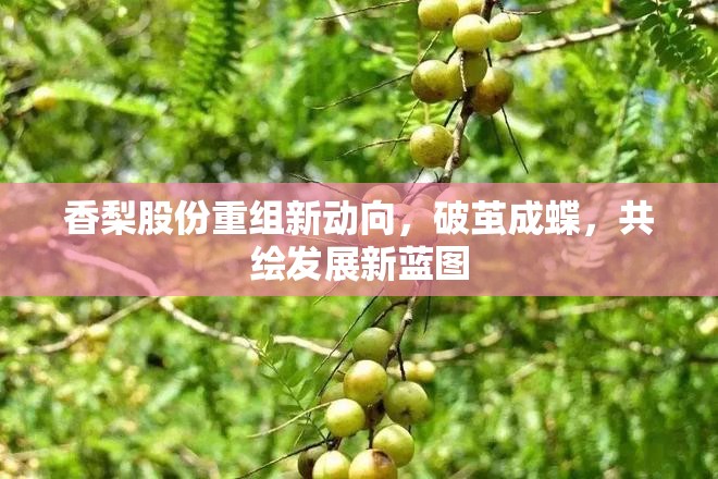 香梨股份重組新動向，破繭成蝶，共繪發(fā)展新藍圖