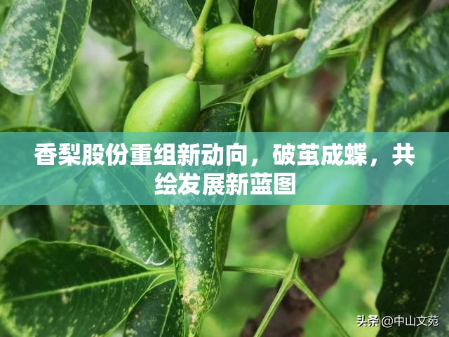 香梨股份重組新動向，破繭成蝶，共繪發(fā)展新藍圖