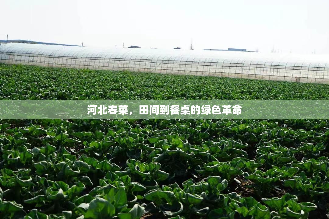 河北春菜，田間到餐桌的綠色革命