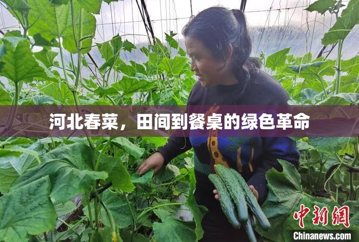 河北春菜，田間到餐桌的綠色革命