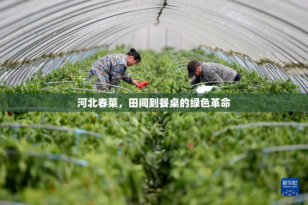 河北春菜，田間到餐桌的綠色革命