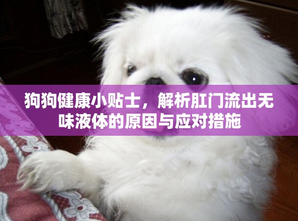 狗狗健康小貼士，解析肛門(mén)流出無(wú)味液體的原因與應(yīng)對(duì)措施