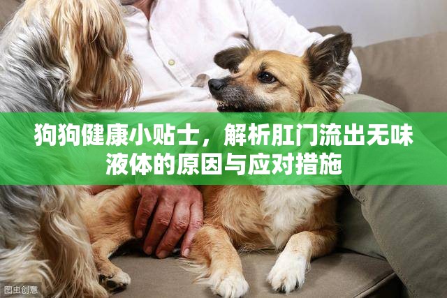 狗狗健康小貼士，解析肛門(mén)流出無(wú)味液體的原因與應(yīng)對(duì)措施