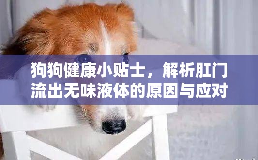 狗狗健康小貼士，解析肛門(mén)流出無(wú)味液體的原因與應(yīng)對(duì)措施