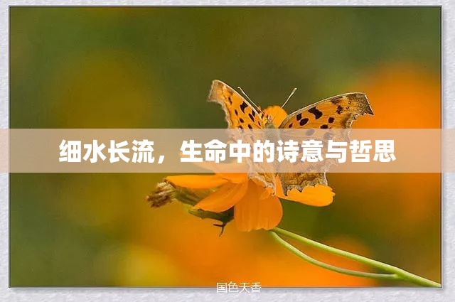 細水長流，生命中的詩意與哲思