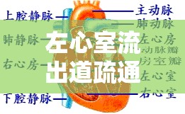 左心室流出道疏通術(shù)圖示，解鎖心臟健康的秘密通道