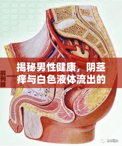 揭秘男性健康，陰莖癢與白色液體流出的背后真相
