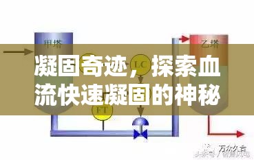 凝固奇跡，探索血流快速凝固的神秘機(jī)制