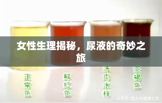 女性生理揭秘，尿液的奇妙之旅