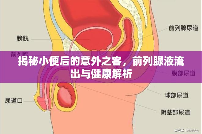 揭秘小便后的意外之客，前列腺液流出與健康解析