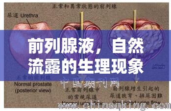 前列腺液，自然流露的生理現(xiàn)象與健康解讀