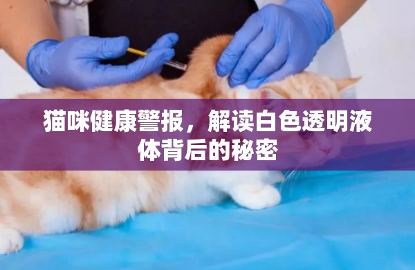 貓咪健康警報，解讀白色透明液體背后的秘密