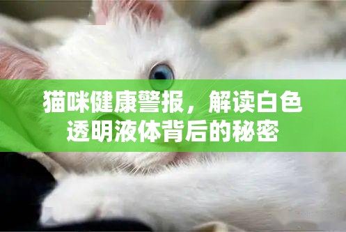 貓咪健康警報，解讀白色透明液體背后的秘密