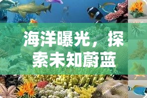 海洋曝光，探索未知蔚藍的奇妙視頻之旅