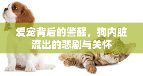 愛寵背后的警醒，狗內(nèi)臟流出的悲劇與關(guān)懷