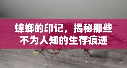 蟑螂的印記，揭秘那些不為人知的生存痕跡