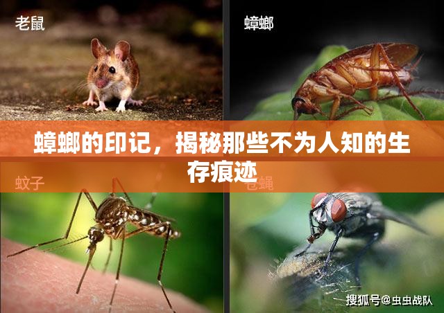 蟑螂的印記，揭秘那些不為人知的生存痕跡
