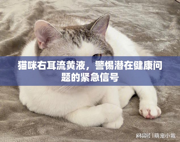 貓咪右耳流黃液，警惕潛在健康問(wèn)題的緊急信號(hào)