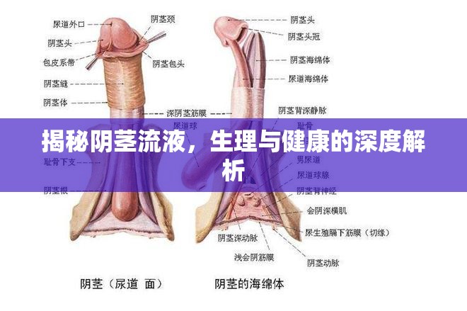 揭秘陰莖流液，生理與健康的深度解析