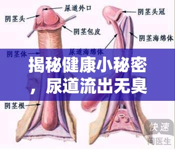 揭秘健康小秘密，尿道流出無臭白色液體，原因何在？