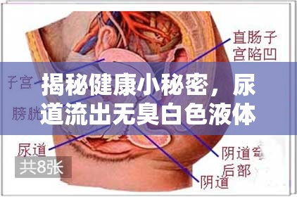 揭秘健康小秘密，尿道流出無臭白色液體，原因何在？