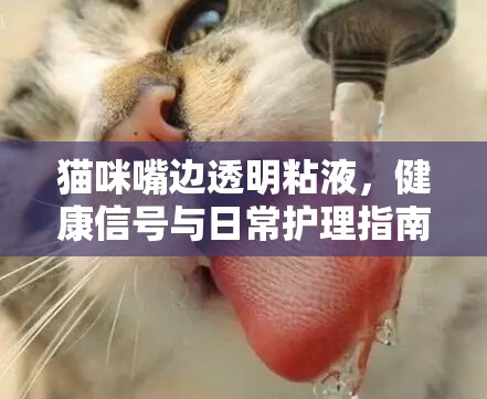 貓咪嘴邊透明粘液，健康信號(hào)與日常護(hù)理指南