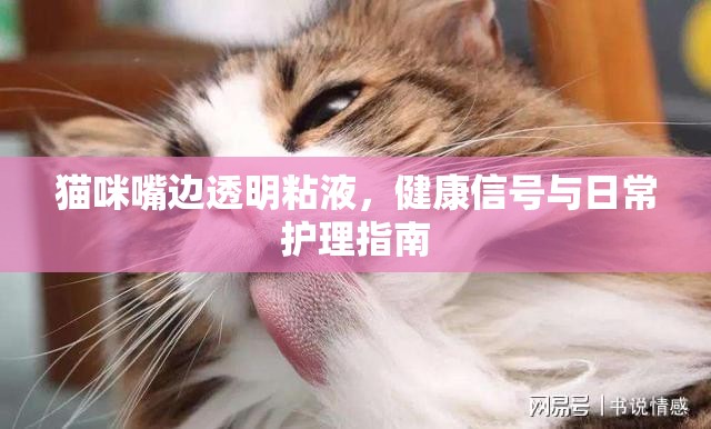 貓咪嘴邊透明粘液，健康信號(hào)與日常護(hù)理指南