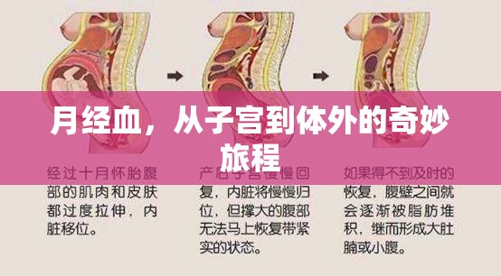 月經(jīng)血，從子宮到體外的奇妙旅程