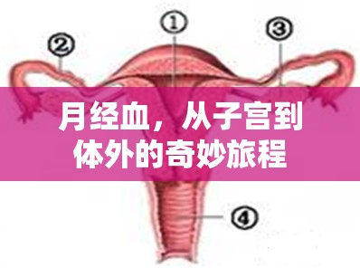 月經(jīng)血，從子宮到體外的奇妙旅程