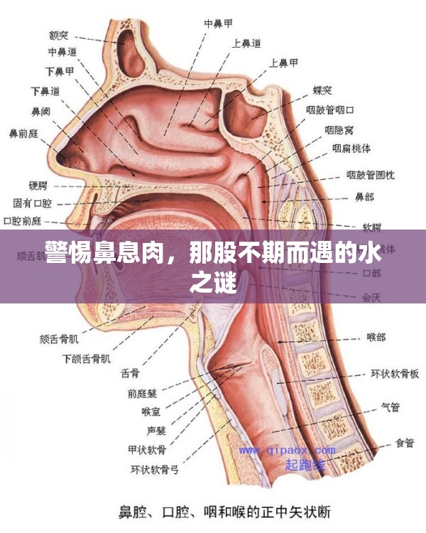 警惕鼻息肉，那股不期而遇的水之謎