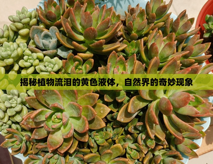 揭秘植物流淚的黃色液體，自然界的奇妙現(xiàn)象