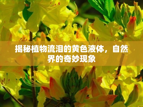 揭秘植物流淚的黃色液體，自然界的奇妙現(xiàn)象