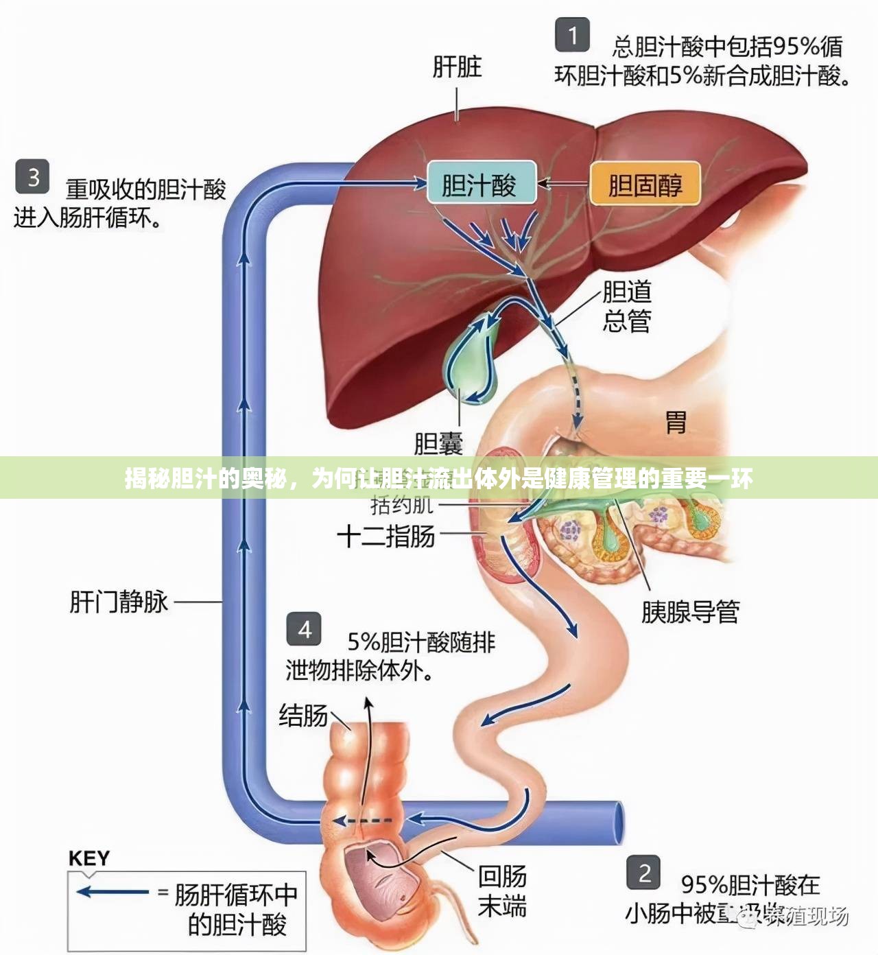揭秘膽汁的奧秘，為何讓膽汁流出體外是健康管理的重要一環(huán)