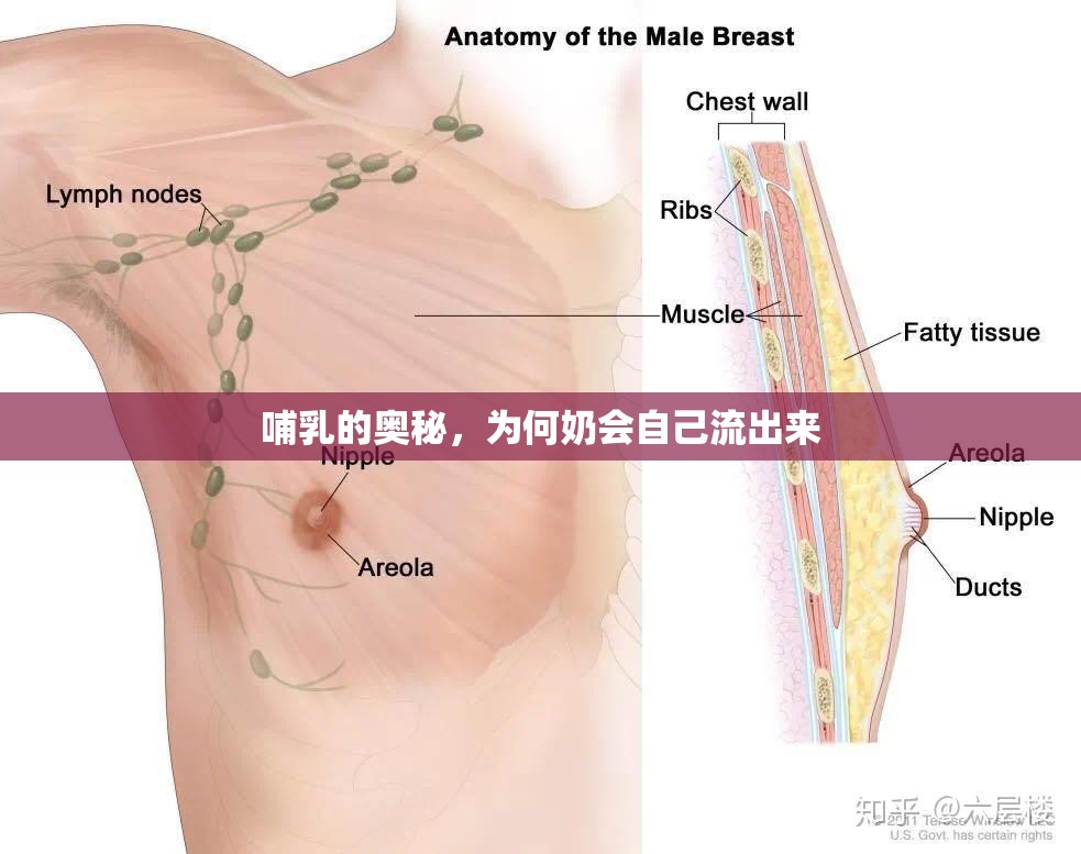 哺乳的奧秘，為何奶會自己流出來