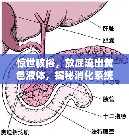 驚世駭俗，放屁流出黃色液體，揭秘消化系統(tǒng)的尷尬警報(bào)