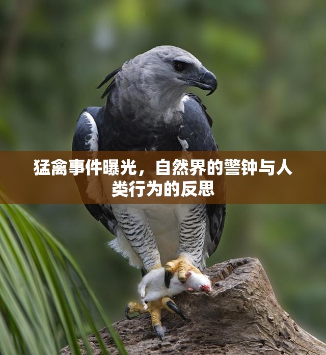 猛禽事件曝光，自然界的警鐘與人類行為的反思