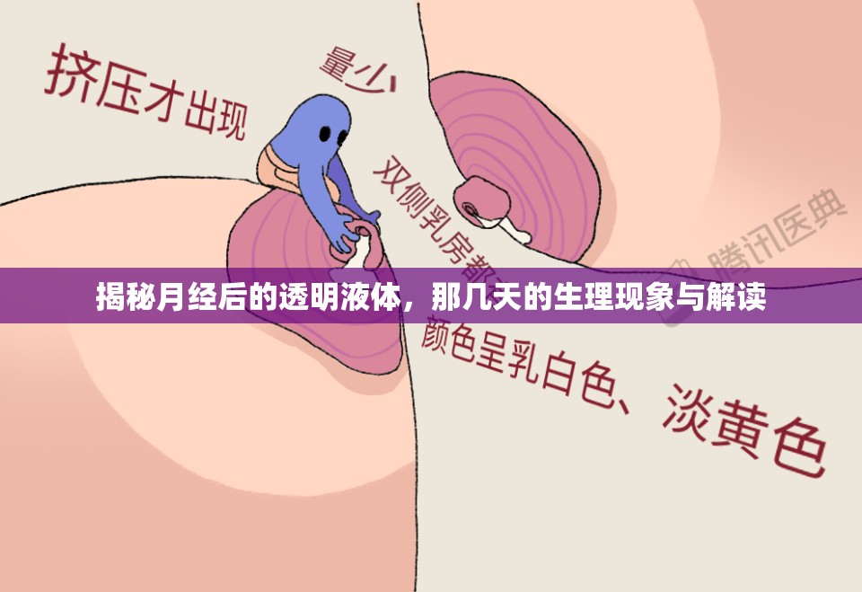 揭秘月經(jīng)后的透明液體，那幾天的生理現(xiàn)象與解讀