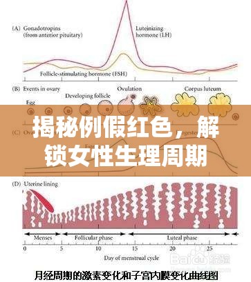 揭秘例假紅色，解鎖女性生理周期的奧秘