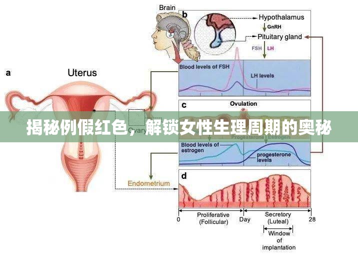 揭秘例假紅色，解鎖女性生理周期的奧秘