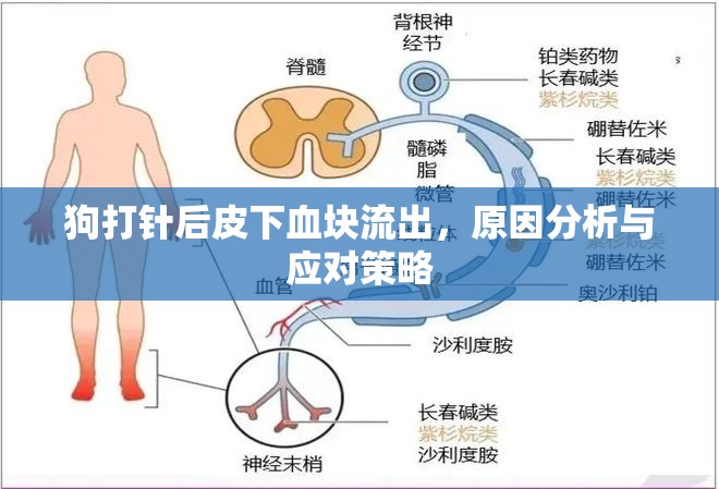 狗打針后皮下血塊流出，原因分析與應(yīng)對(duì)策略