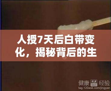 人授7天后白帶變化，揭秘背后的生理機(jī)制