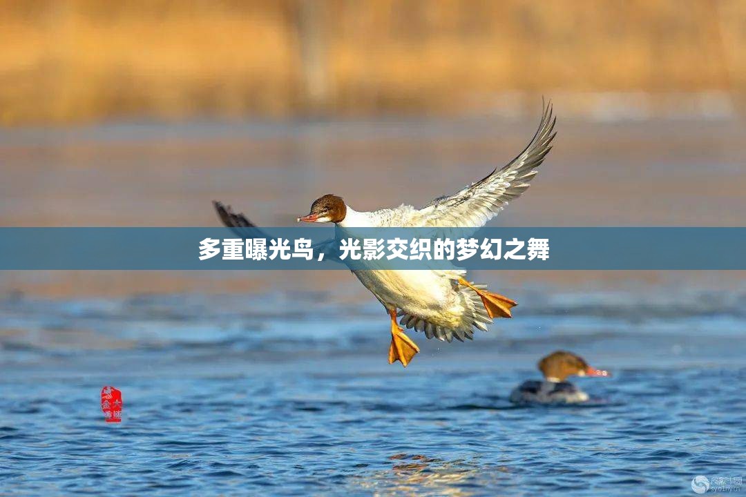 多重曝光鳥，光影交織的夢幻之舞