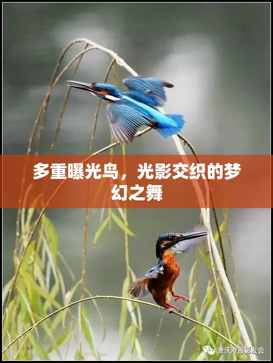多重曝光鳥，光影交織的夢幻之舞