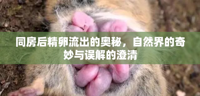 同房后精卵流出的奧秘，自然界的奇妙與誤解的澄清